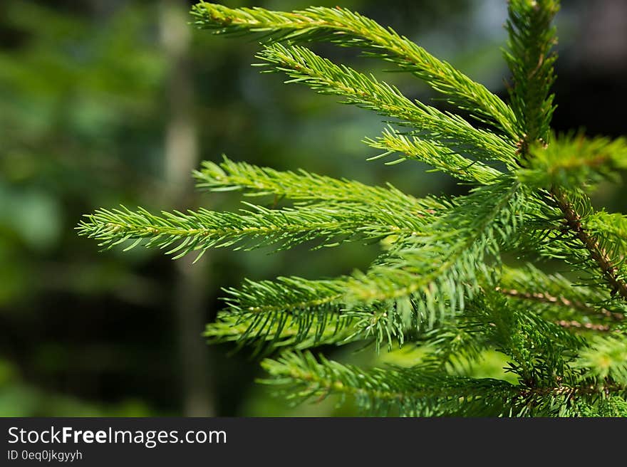 Green Pine Tree Leaf Closeup Photography during Daytime