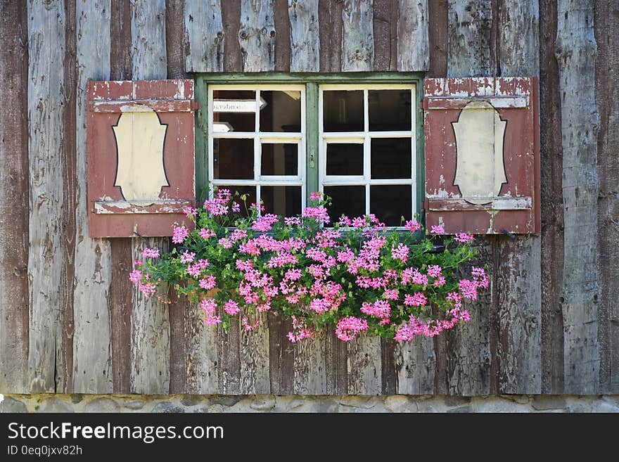 Green and Pink Flower on Green and White Wooden Framed Window