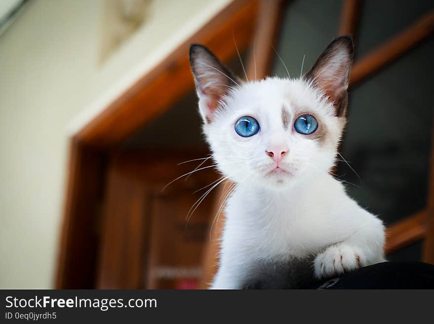 Close Up Photography of White Kitten