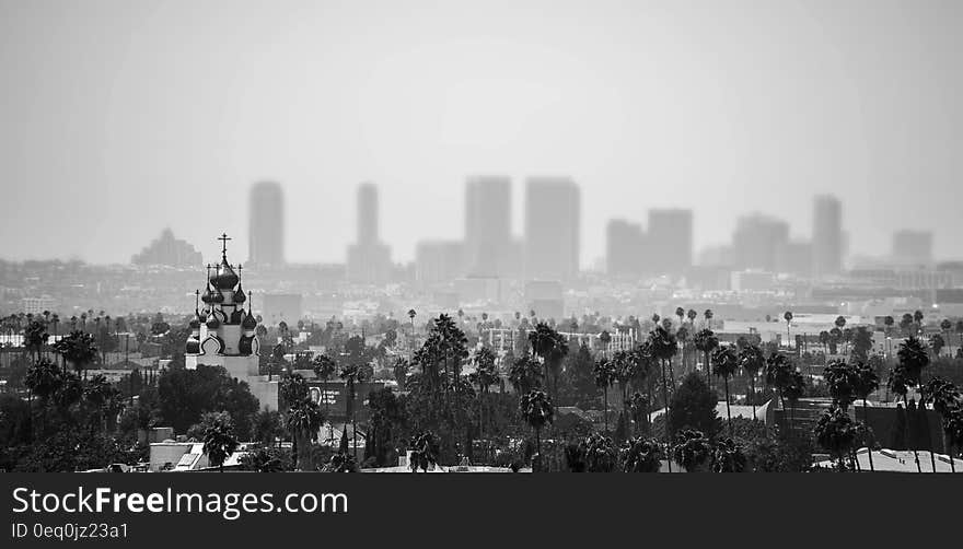 Grayscale Photo of Trees and Buildings