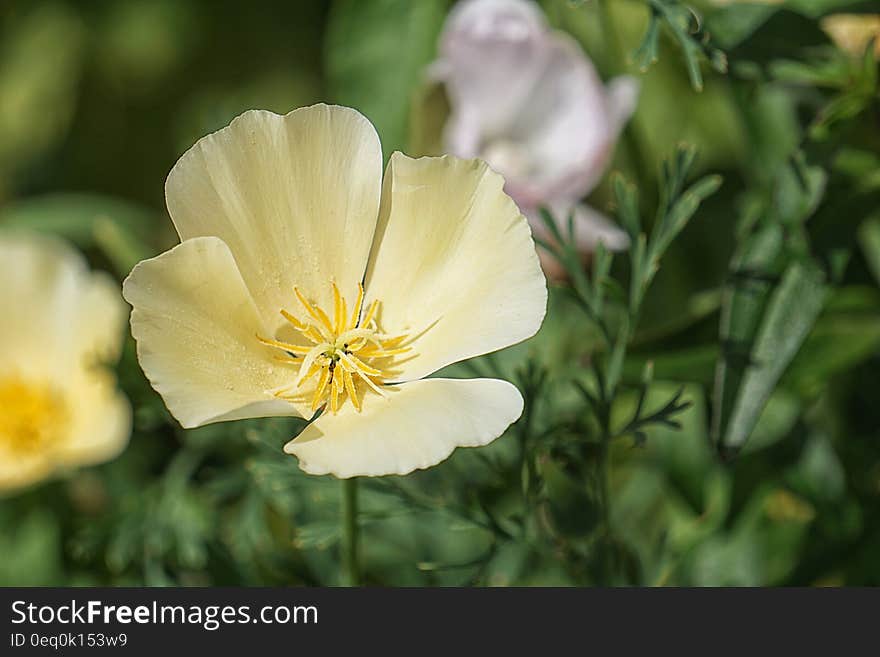 Selective Focus Photography of Yellow Petaled Flower