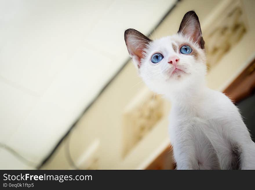 White Short Fur Kitten With Blue Eyes