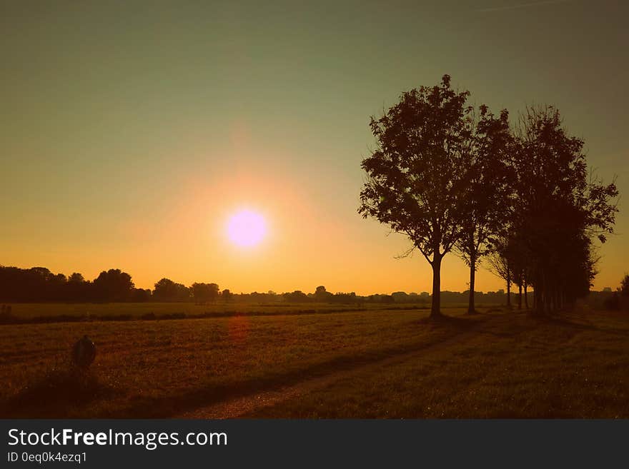 Silhouette of Trees Against Sunset