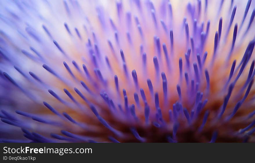 Purple and White Flower in Micro Sd Lens