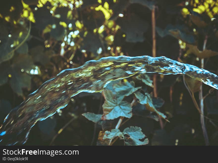 Water over Green Leaf Plant