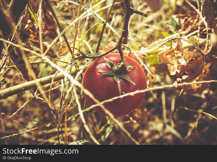 Red Tomato at Dried Plant