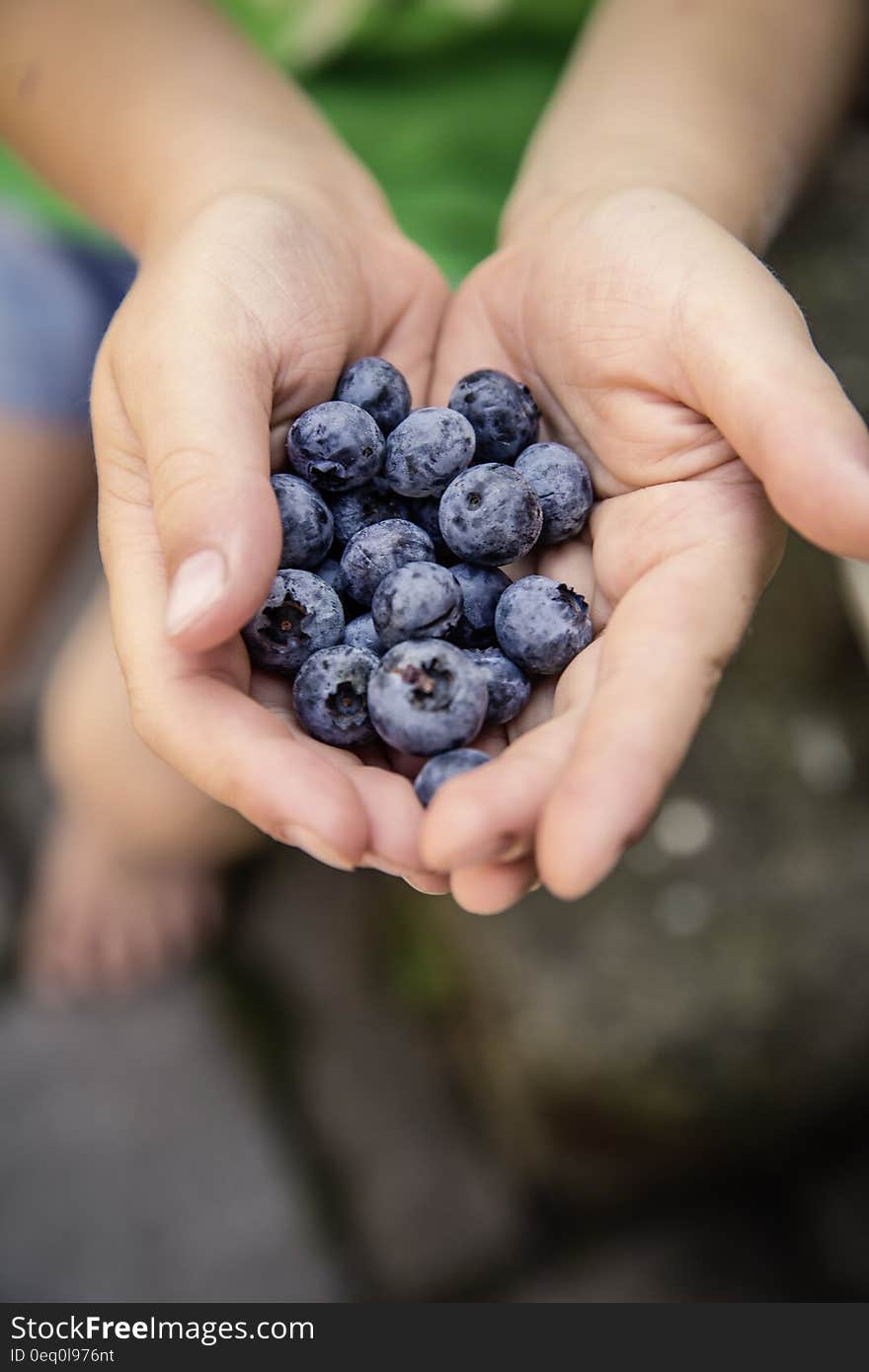 Blueberries on Hand Shallow Focus Photography