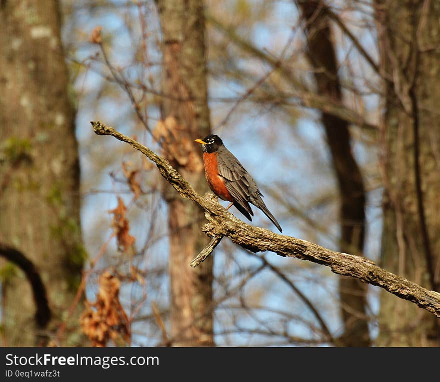 Gray Orange and Black Bird on Brown Tree Branch