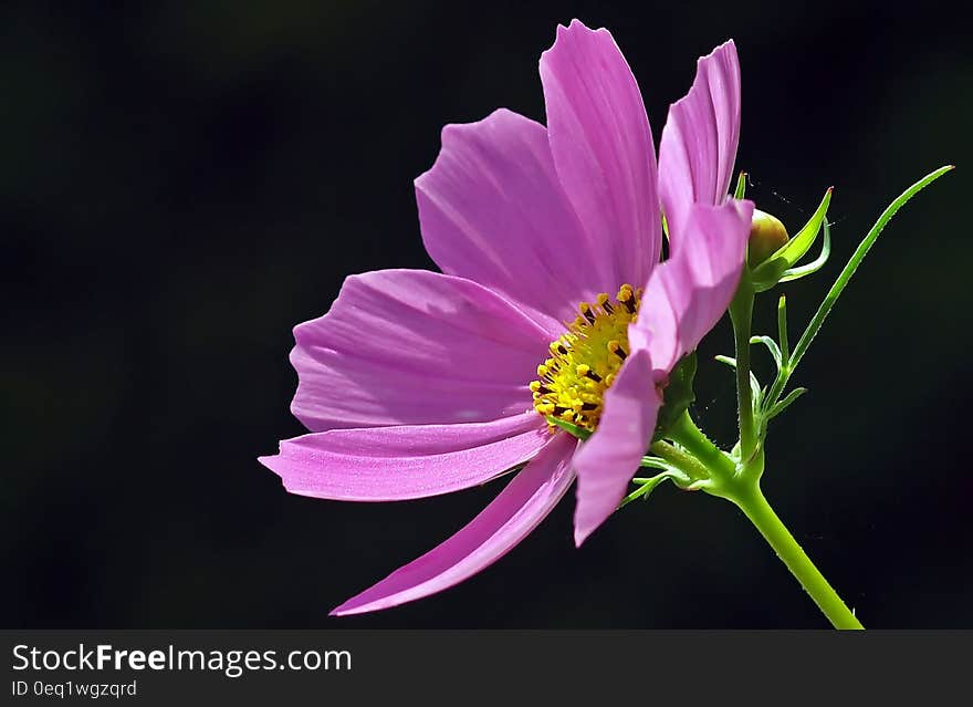 Pink Petaled Flower