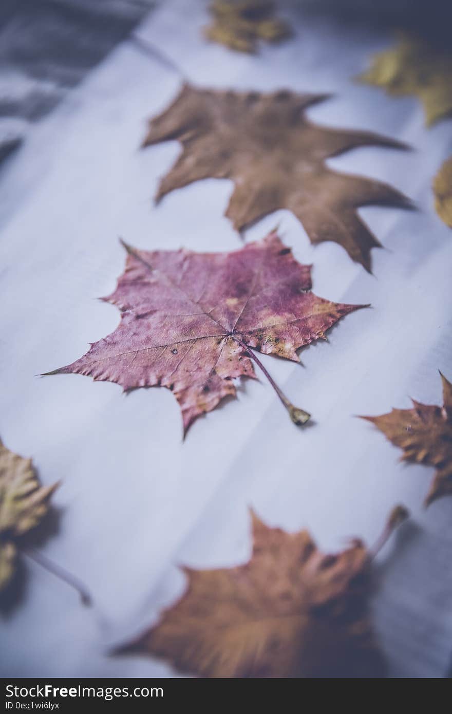 Maple Leaf and Withered Leaves Collection