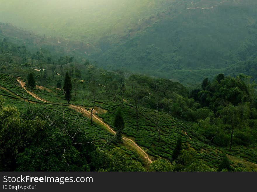 Aerial View of Green Hills With Paths