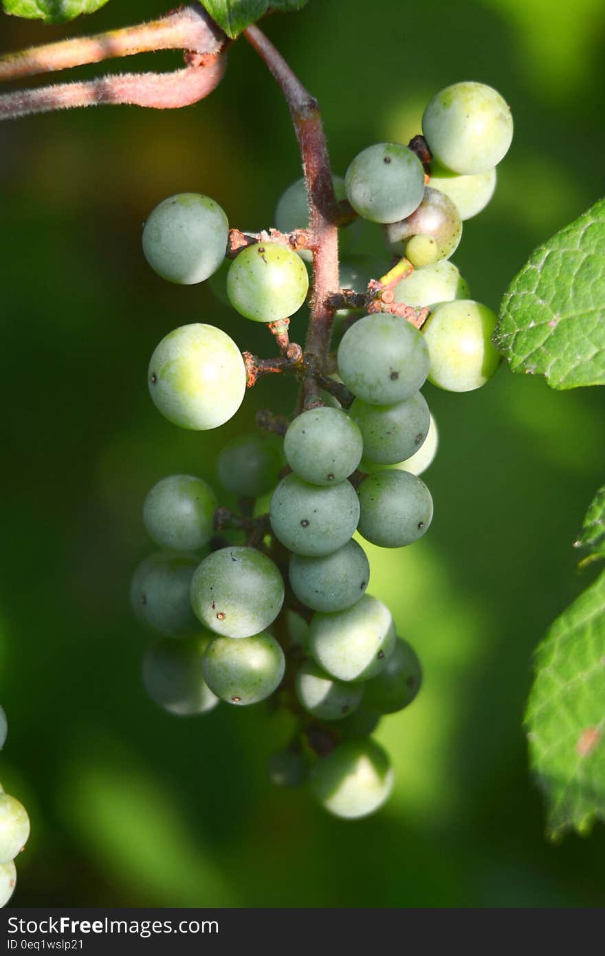 Green Round Fruits