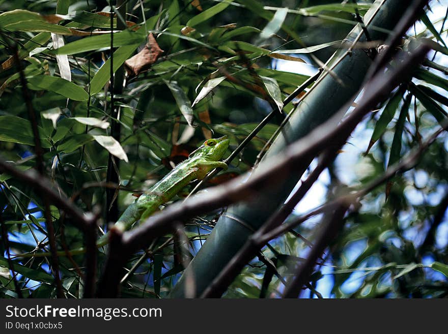 A green chameleon climbing on a tree. A green chameleon climbing on a tree.