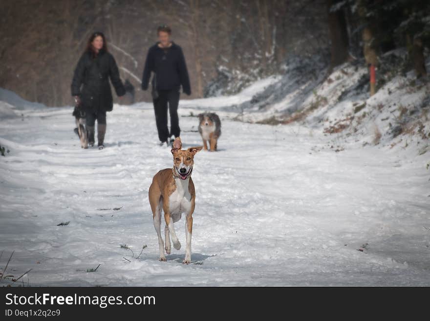 2 Person and 2 Dog Walking in the Snow during Daytime