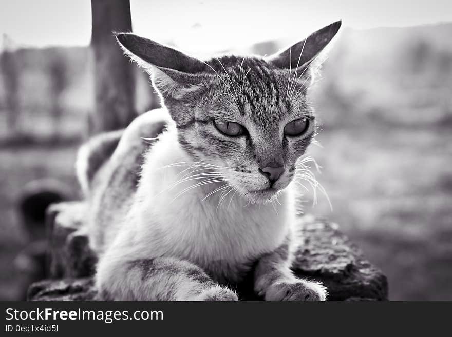 Grayscale Photo of White and Black Tabby Cat