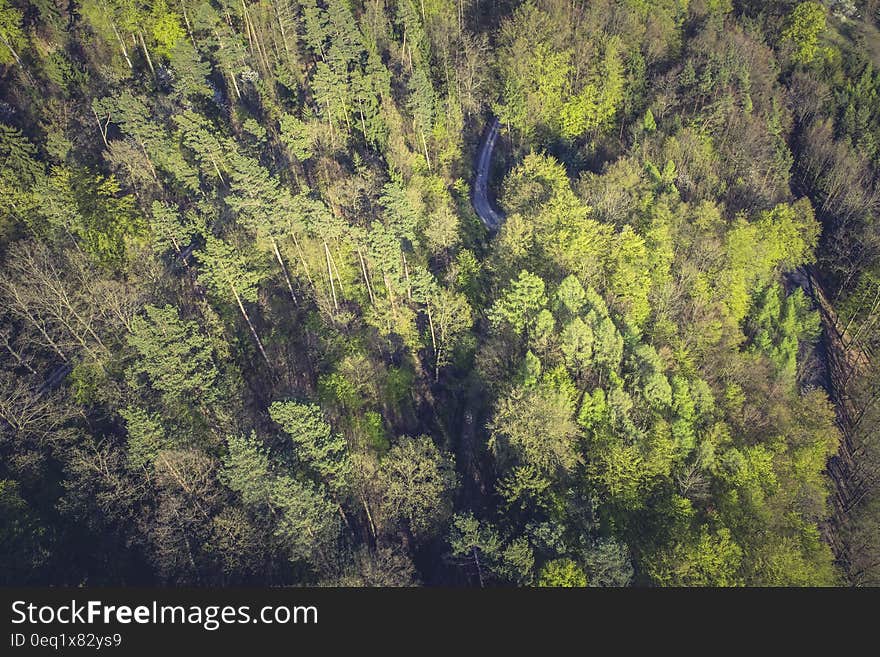 Green Leaved Trees during Daytime