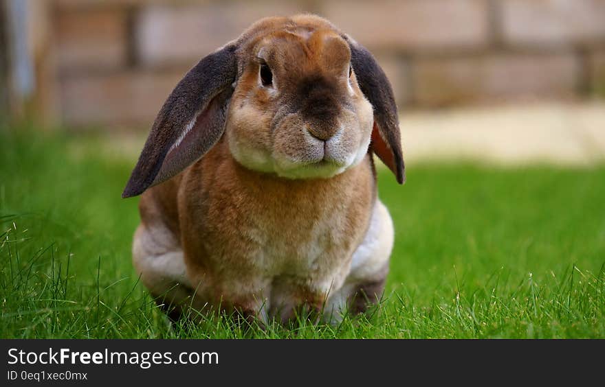 Beige Rabbit Resting on Green Grasses during Daytime