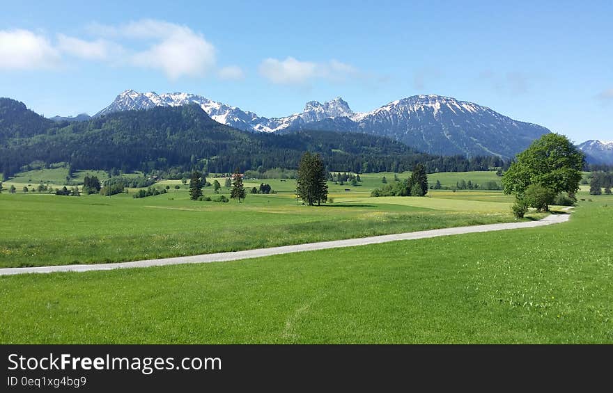 Green Trees on Green Grass Field