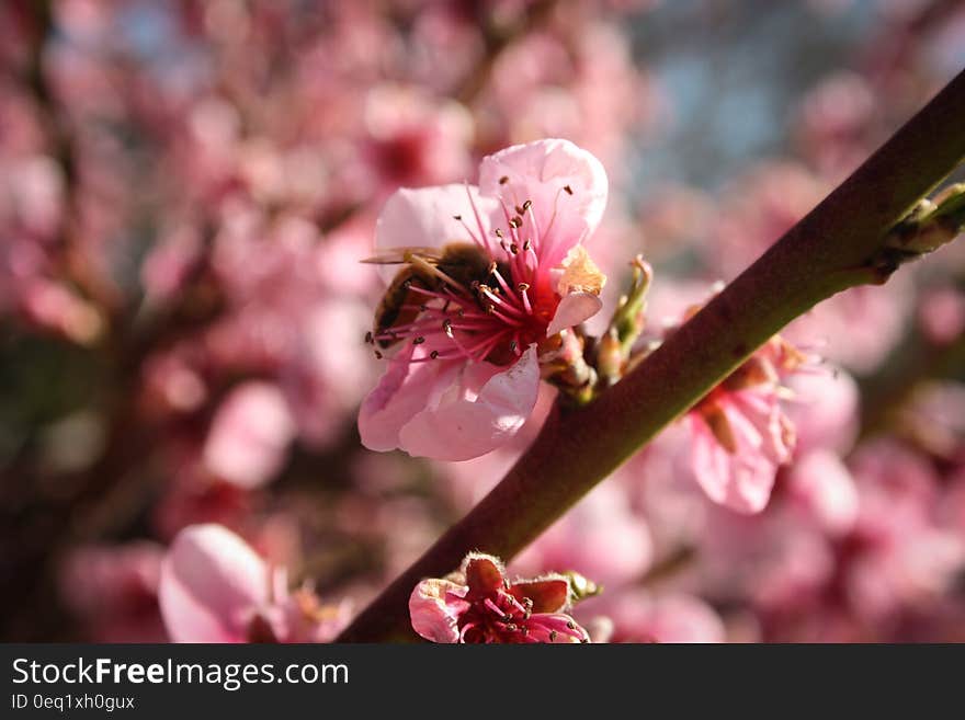 Pink Flowers