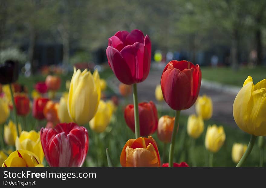 A park with a flower bed of colorful tulips.