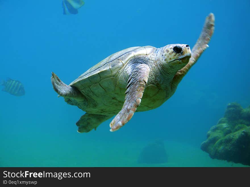 A sea turtle swimming underwater.