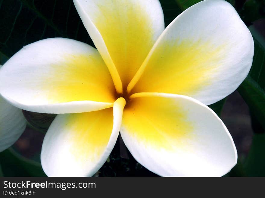 A close up of a Plumeria flower.