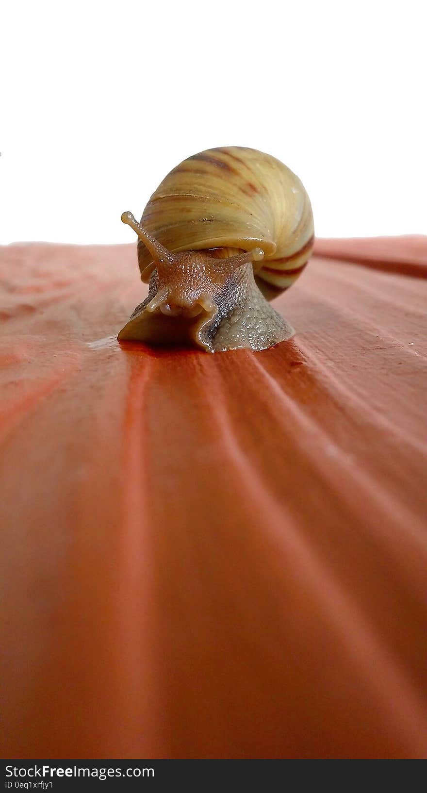 Brown Snail on Red Surface