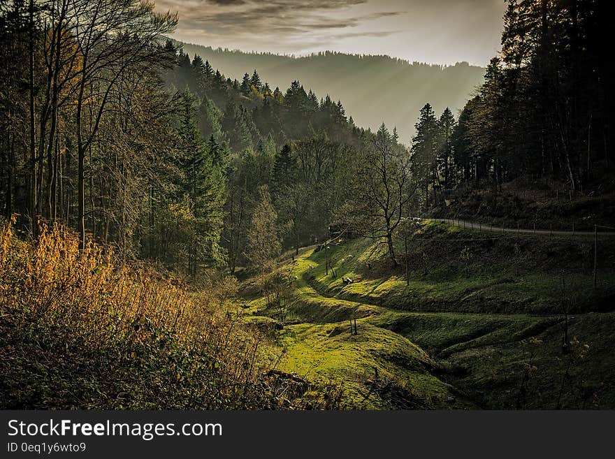 Green Forest Taken during Sunrise