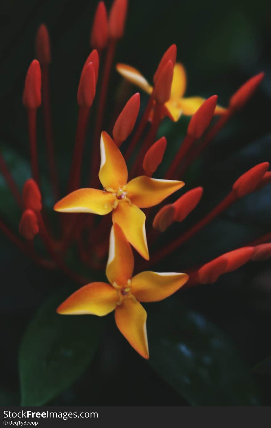 Close up of ixora flowers on black background.