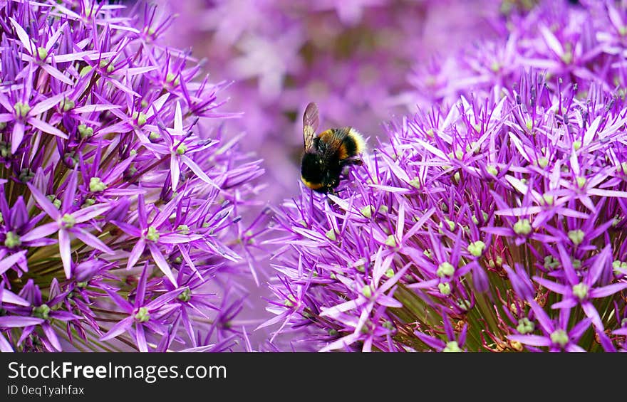 Black and Yellow Bee on Purple and White Flower during Day Time