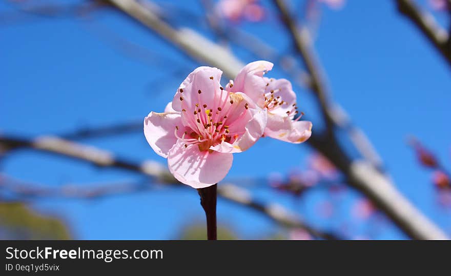 Close up of spring pink bloom on branches in sunny garden. Close up of spring pink bloom on branches in sunny garden.