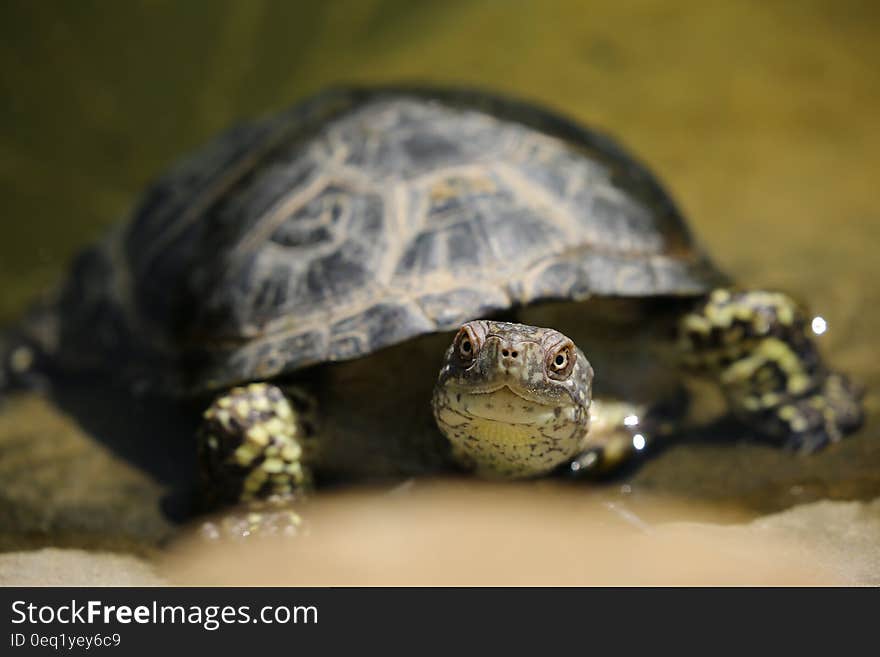 Portrait of turtle in sunshine. Portrait of turtle in sunshine.