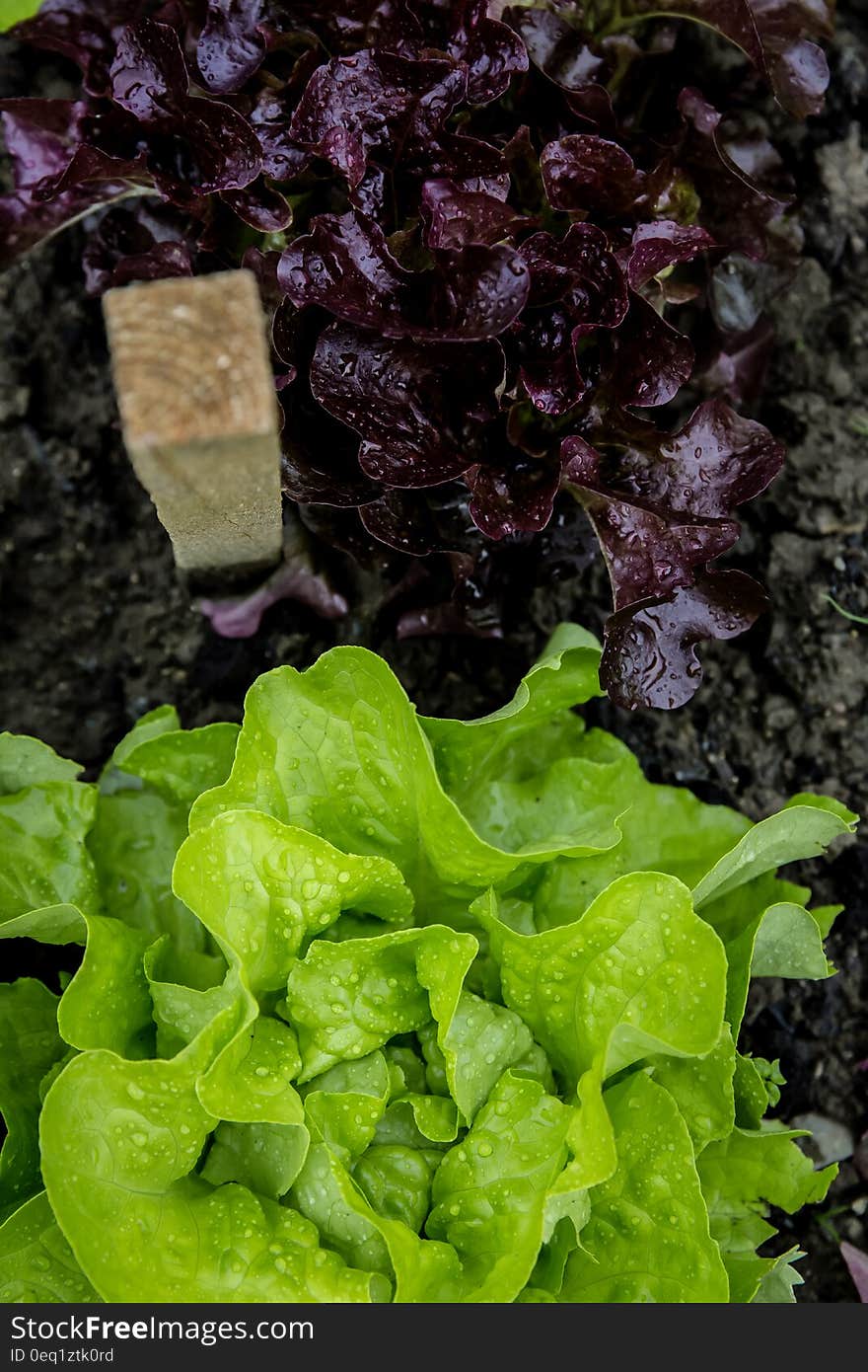 Green and Purple Lettuce on Ground