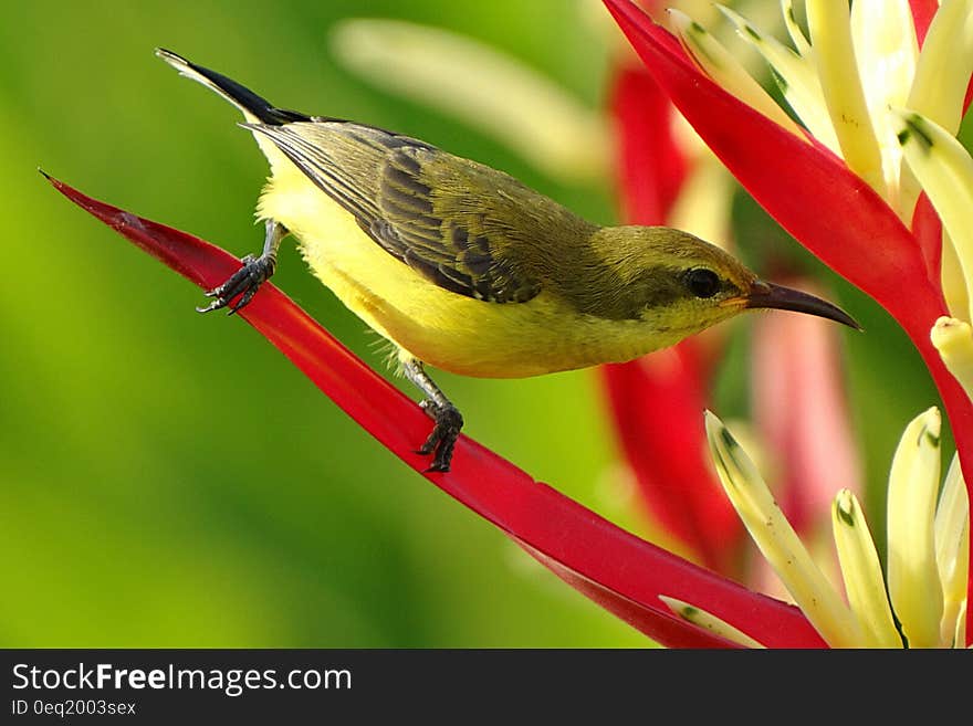 Selective Focus Photography of Black Green and Yellow Long Beaked Bird