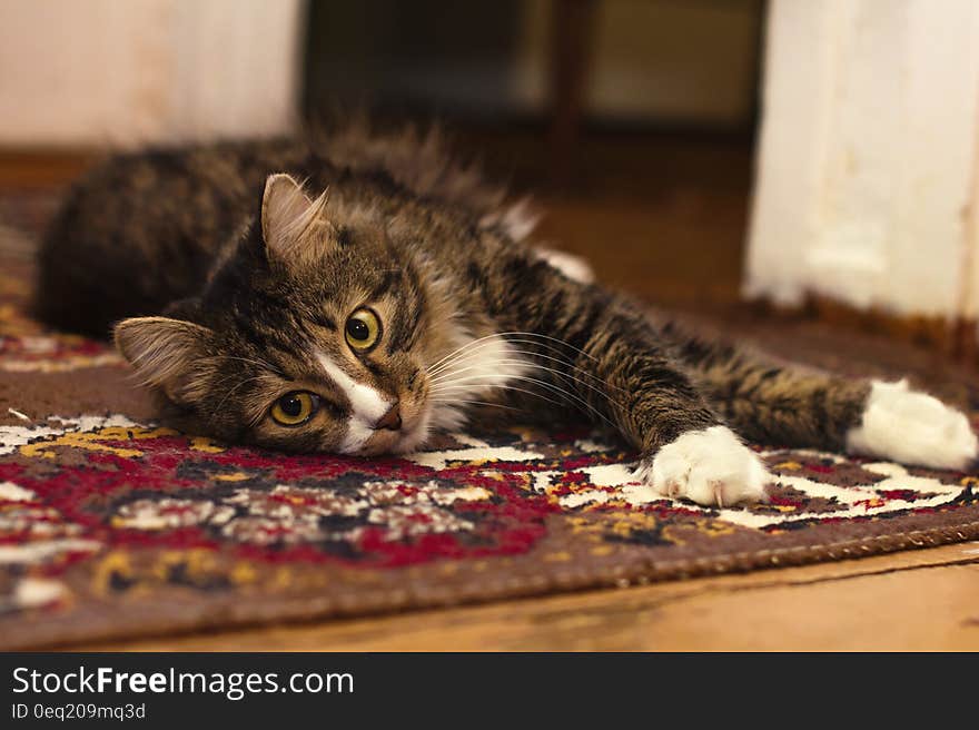 Black Gray and White Tabby Cat Resting in Brown Red Black and White Rug