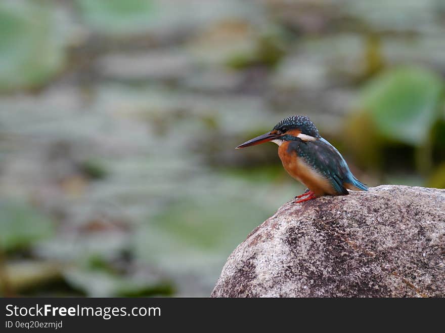 Black and Orange Long Beak Bird on Brown Rock during Daytime