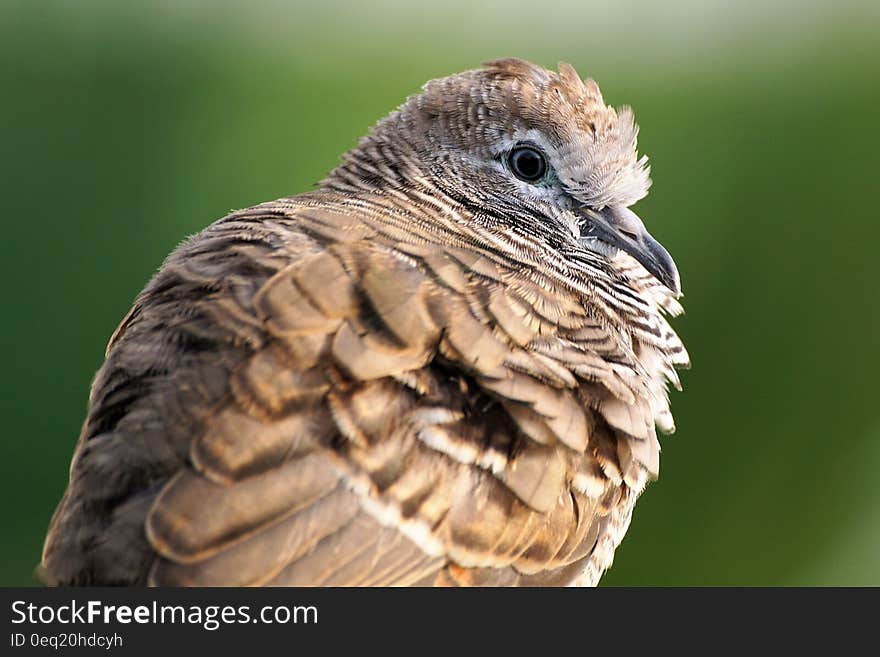 Focus Photography of Brown and Black Bird