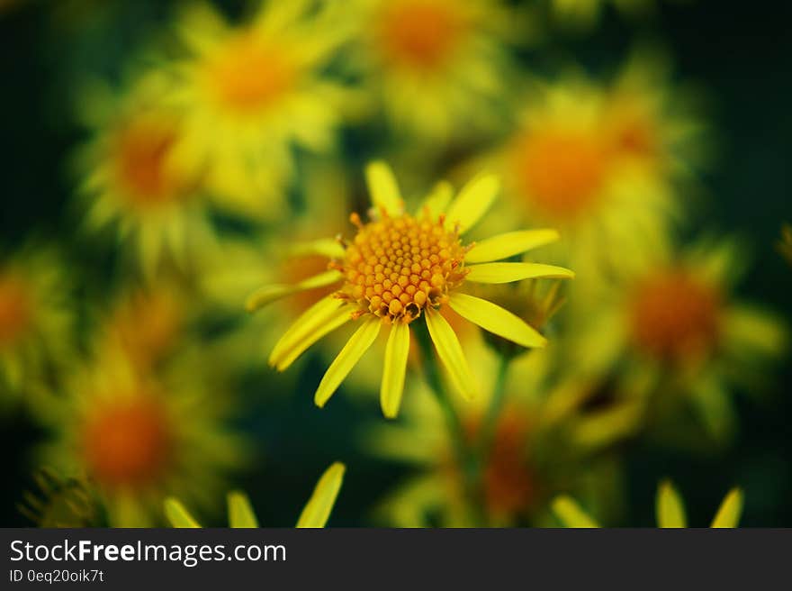 Yellow and Orange Petal Flower