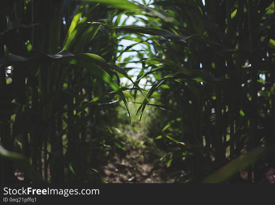 Green Leaf Plot Plant