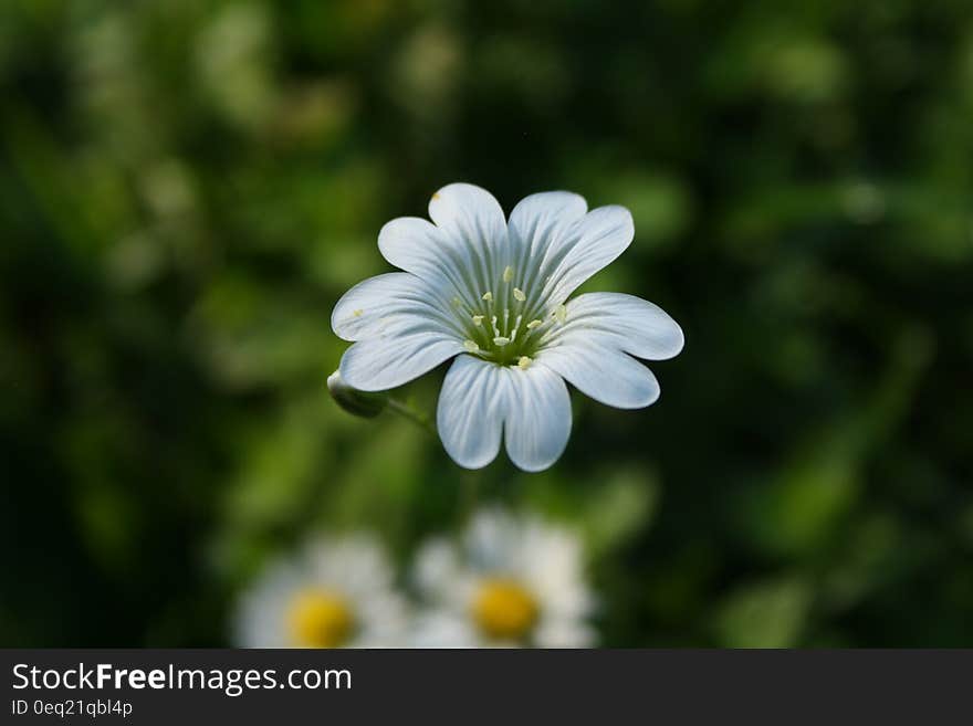 White Petaled Flower in Selective Focus Photography