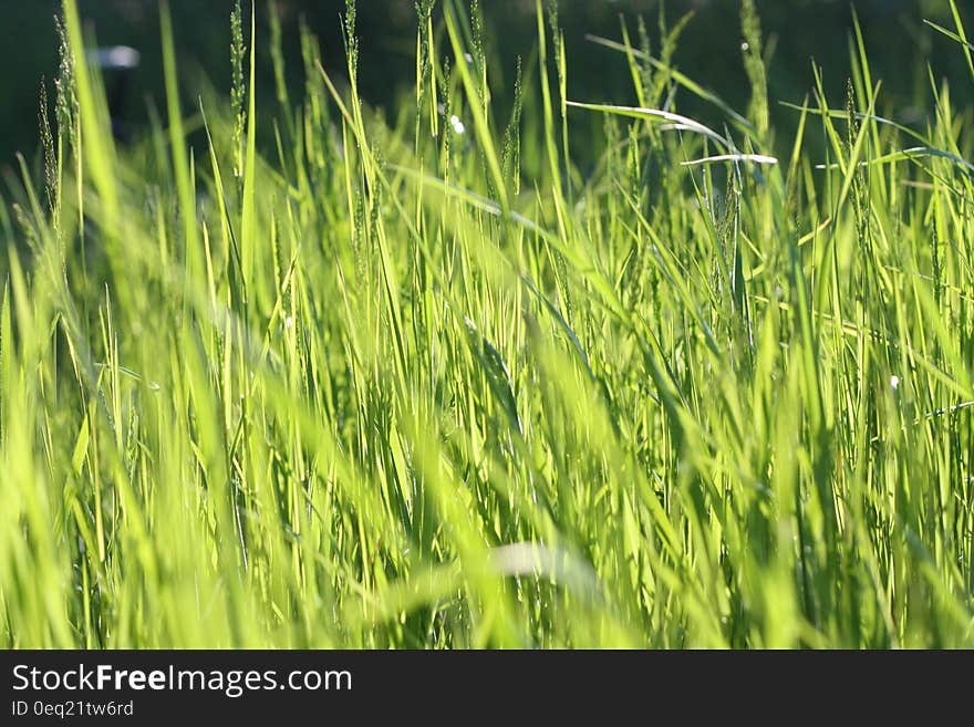 Green Grass Field