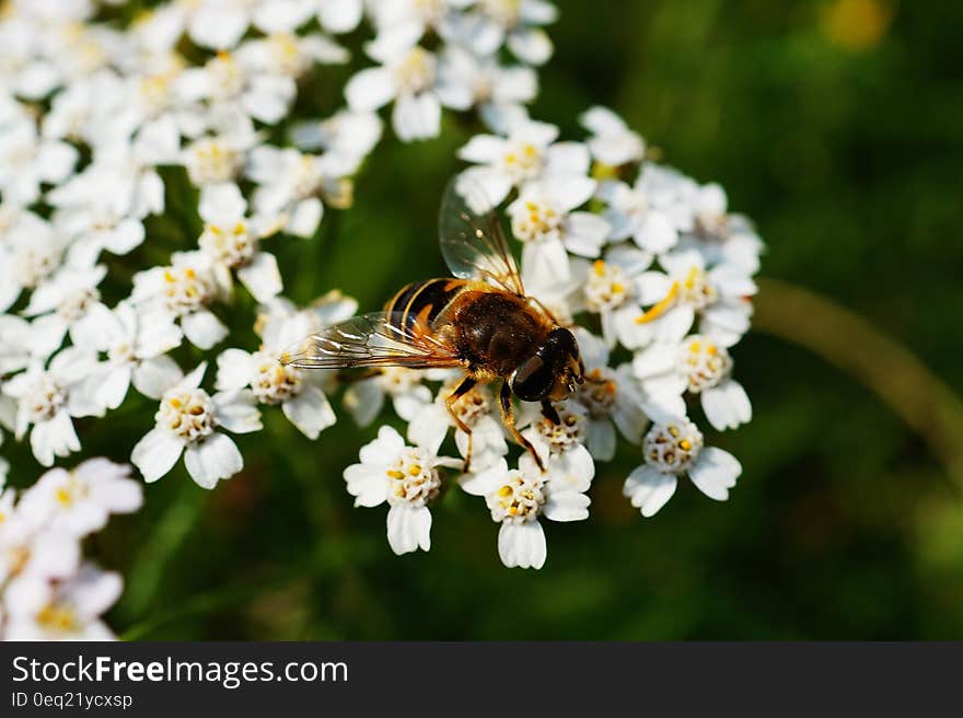 Brown and Black Honey Bee on White Flower Near Green Plants during Daytime