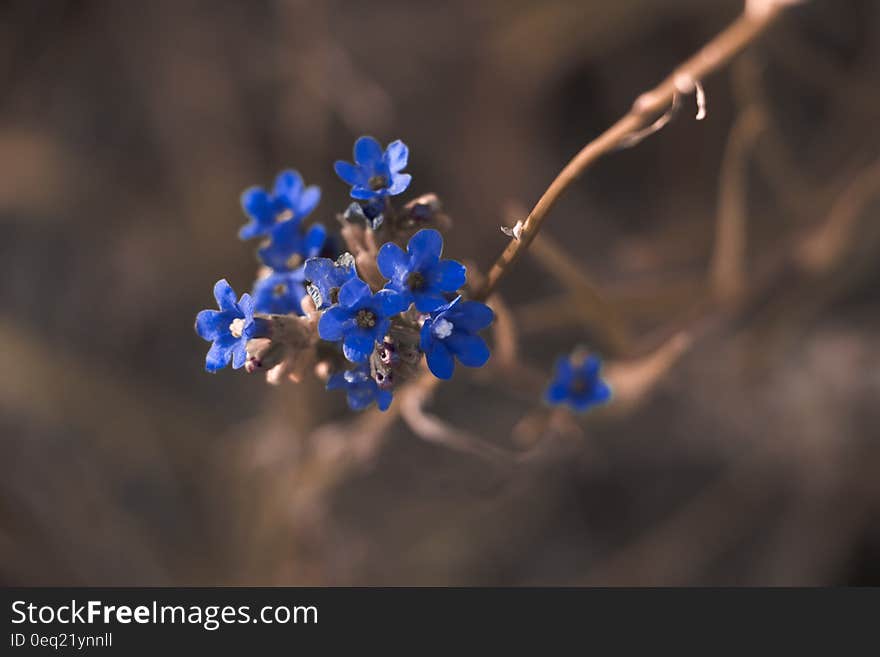 Macro Photography of Blue Petaled Flower