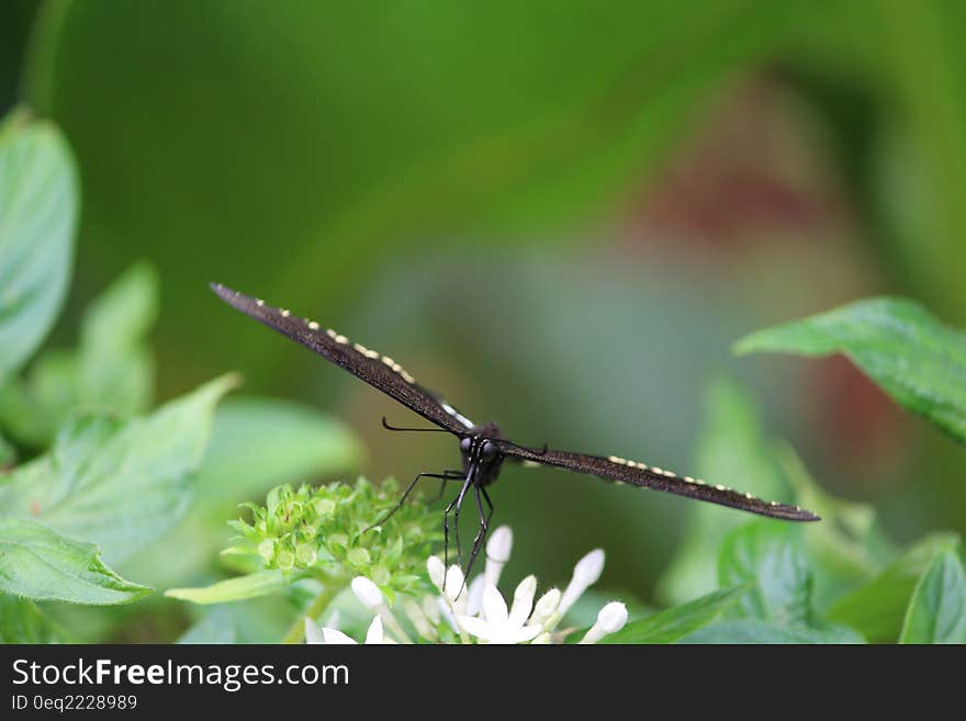 Black and White Butterfly on White Flower during Daytime