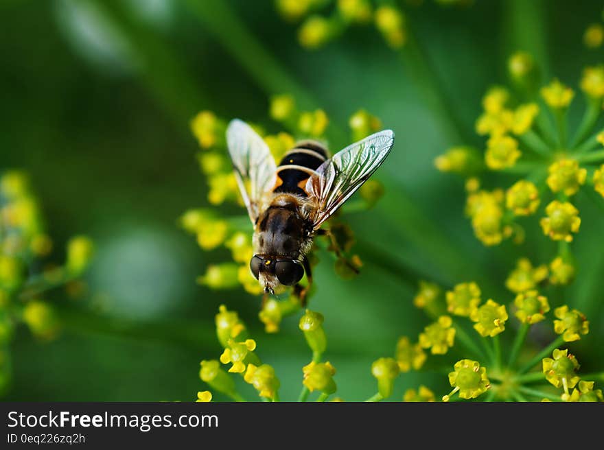 Bee Nearby Yellow Cluster Petal Flower