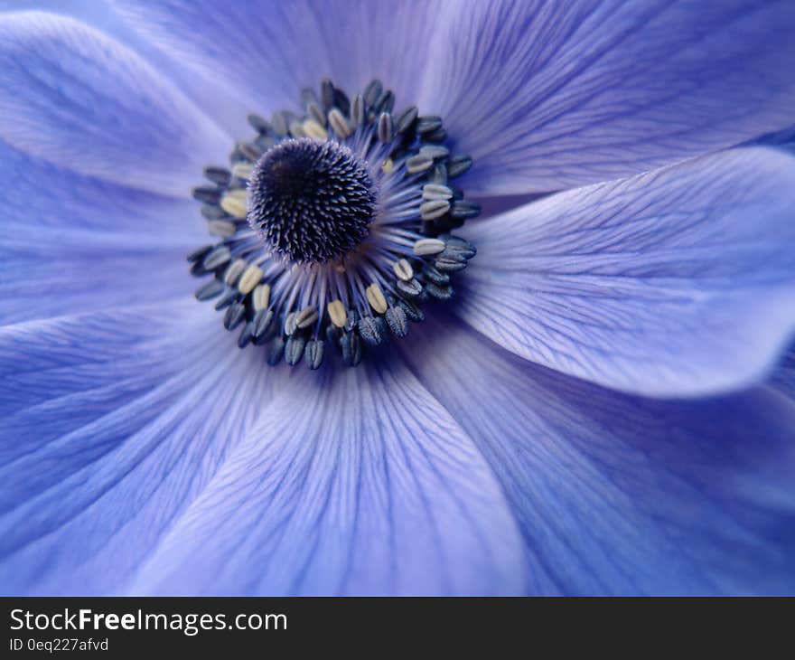 Purple Petaled Flower