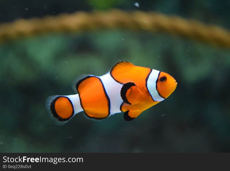 Clown Fish Swimming