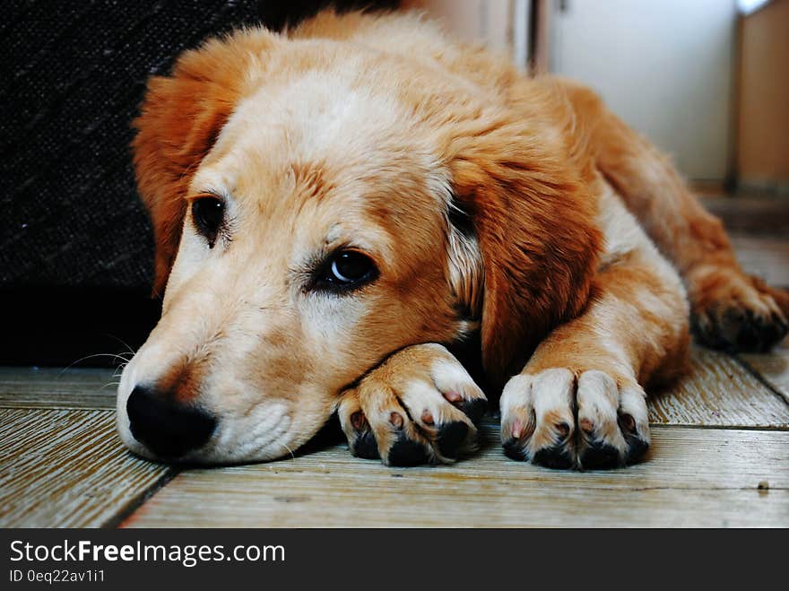 Tan and White Short Coat Dog Laying Down in a Brown Wooden Floor