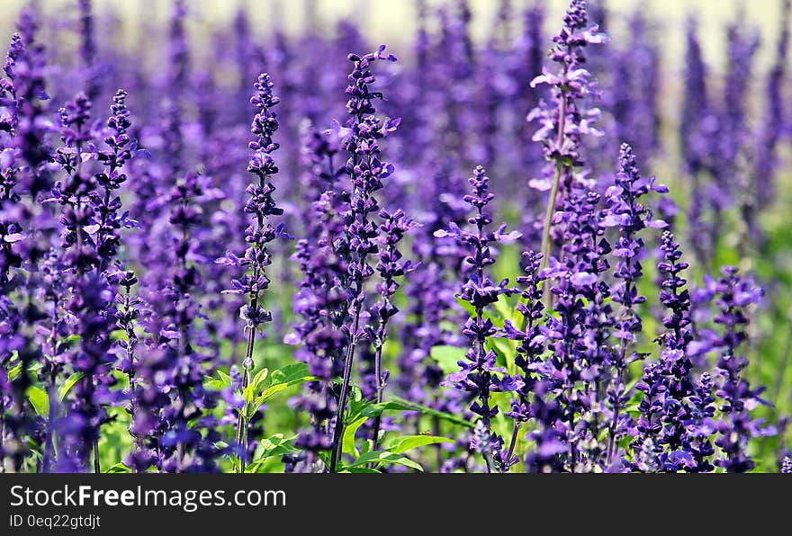 Purple Petal Flower