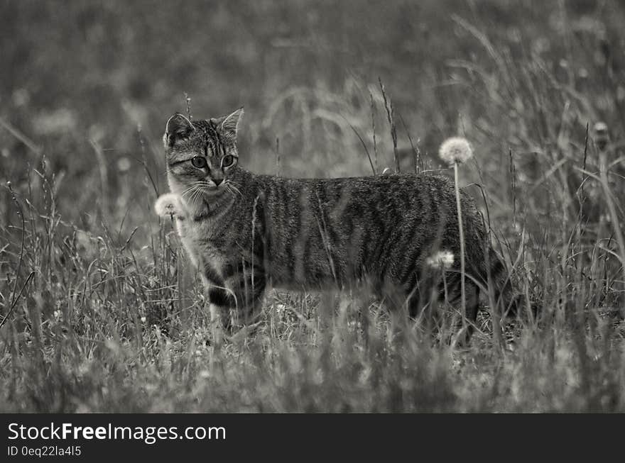 Grayscale Photo of Short Furred Medium Size Cat on the Grass and Flowers